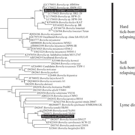 Phylogenetic Tree Of Borrelia Constructed From Approximately