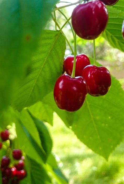 Красная черешня на фоне зелени ещё аппетитнее. | Fruit, Food, Cherry