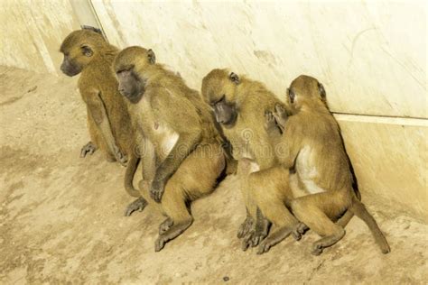 Baboon stock photo. Image of eating, child, environment - 140561284