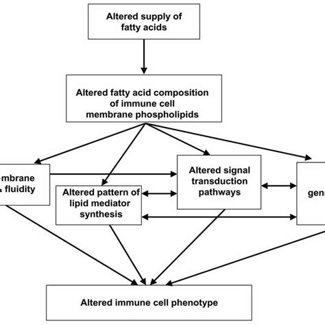 Outline Of The Pathway Of Eicosanoid Synthesis From Arachidonic Acid