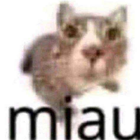 Miau Memes Imgflip