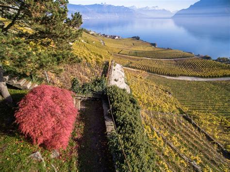 Vineyard terraces Lavaux editorial stock image. Image of natural ...