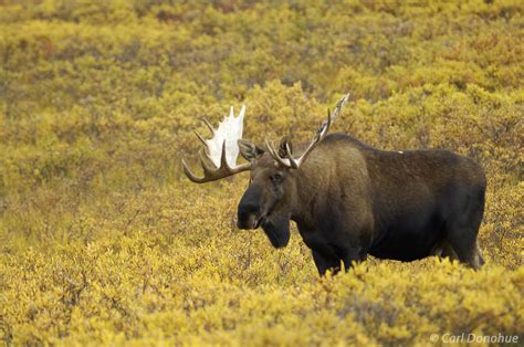 Bull Moose Photo Fall Color Denali National Park Alaska Denali