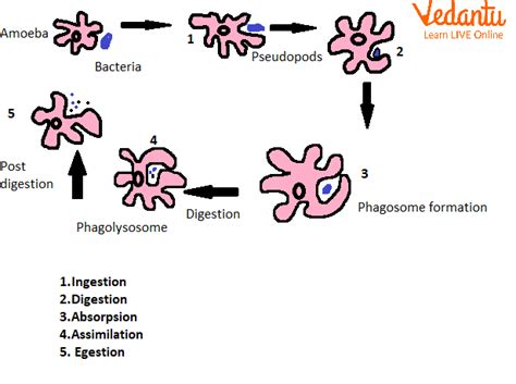 Feeding And Digestion In Amoeba Definition Interesting Facts And