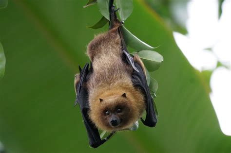 Los Murciélagos Brindan Grandes Beneficios Al Hombre National Geographic En Español