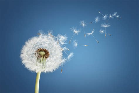 Dandelion - Wallpaper