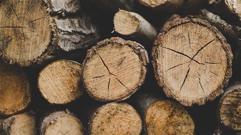 Wallpaper Wood Log Nature 1920x1080 Creez2 1155476 Hd