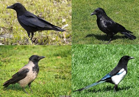 Svraka, gavran, vrana, čavka? | Animals, Blue jay