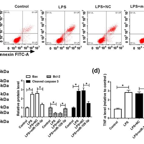 Effects Of MiR 128 3p On Apoptosis And Inflammation In LPS Induced HK2