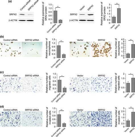 Srpx2 Promotes Glioma Initiating Cell Neurosphere Formation Migration Download Scientific