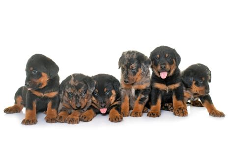 Premium Photo | Beauceron puppies