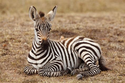 Cute Baby Zebra