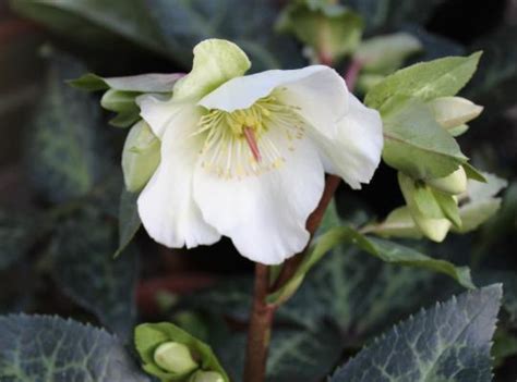 Helleborus Molly's White
