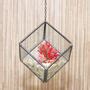 Geometric Glass Cube Succulent Terrarium Diy Kit By Dingading