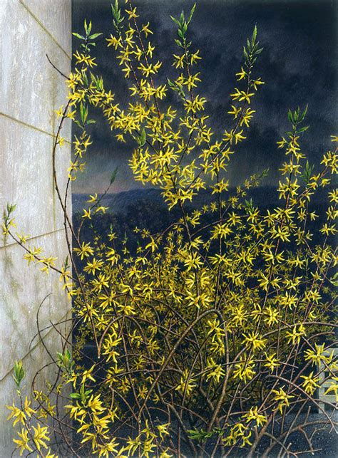 Forsythia Print By Rob Evans Fine Art America