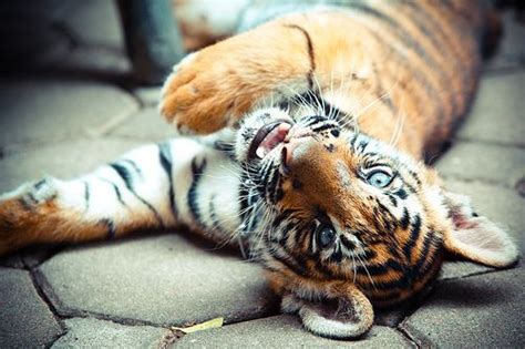 El Tigre | Pretty animals, Animals, African animals