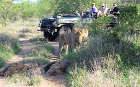 Elefante Mata A Cazador Y Su Cuerpo Es Devorado Por Leones Telediario