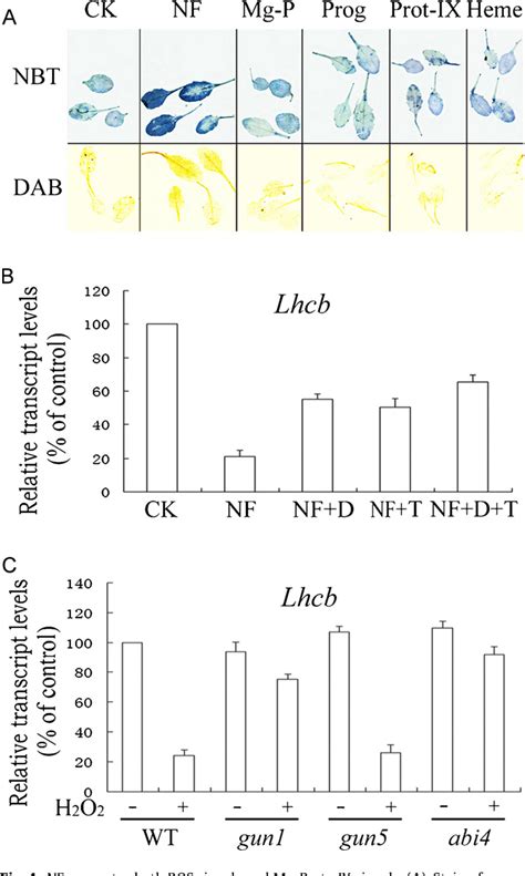 Figure 4 From Transient Accumulation Of Mg Protoporphyrin Ix Regulates