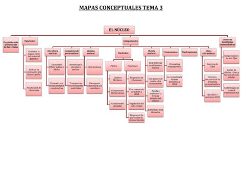 Mapa Conceptual Tema Biologia Celular Upo Studocu Images Hot Sex Picture