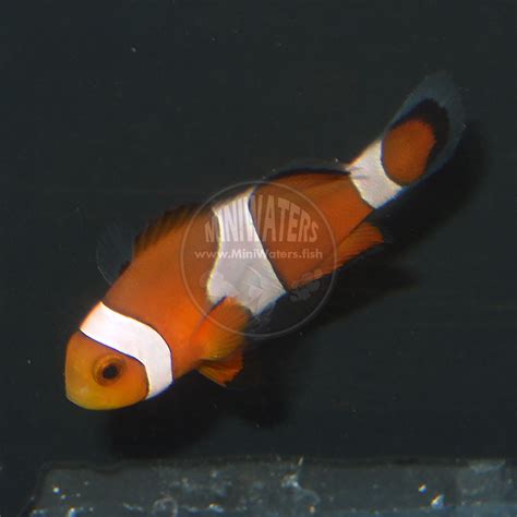 Amphiprion Ocellaris Naked Ocellaris Clownfish Shop MiniWaters FISH