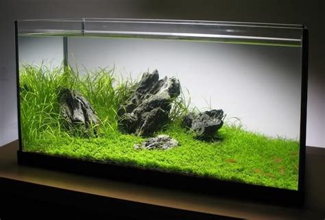 Cm Minimalist Iwagumi Months Old Aquascaping Aquatic Plant Central