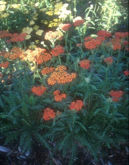 Achillea Walther Funcke