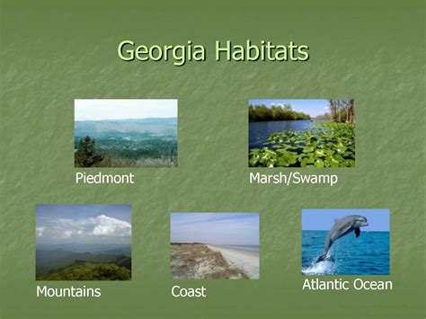 Check out this #Kahoot called 'Georgia Habitats and Adaptations' on ...