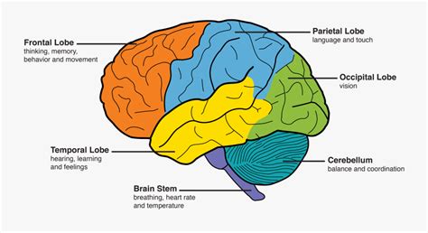 Dementia Amp The Brain Memory And Aging Center - Part Of The Brain ...