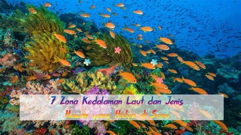 Zona Kedalaman Laut Dan Jenis Hewan Yang Hidup Di Sana Youtube