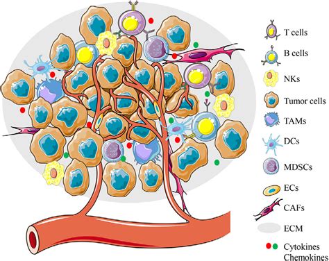 Medcomm Metabolism In Tumor Microenvironment Implications For Cancer