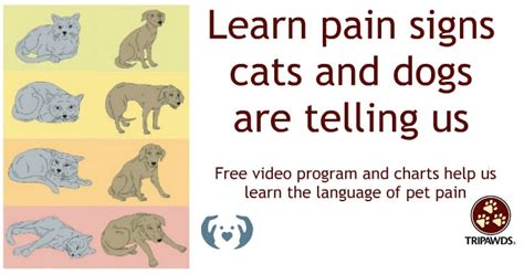 Pet Pain Signs in Dogs and Cats Made Easier! - Tripawds