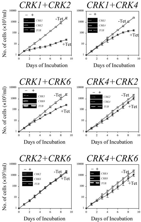 Effects Of Double CRK Knockdowns On The Growth Of Procyclic Form T