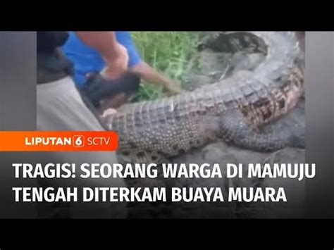 Hendak Mencari Pakan Ternak Seorang Warga Mamuju Tengah Diterkam Buaya