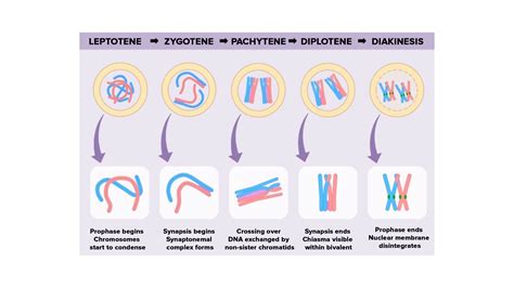 What is the basis of the division of prophase I?