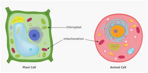 Animal Plant Cell Mitochondria Chloroplast Respiration, HD Png Download ...