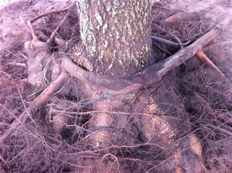 Mulch And Fill Over Root Flare Tree Maintenance Analysis And Preservation Specialists