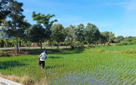 PEMUPUKAN TANAMAN PADI VARIETAS CIHERANG DAN MEKONGGA DI UPB UTAN