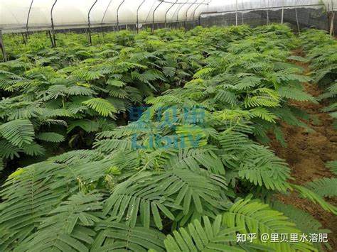 水溶肥在蔬菜上怎么选？种植户案例来了 知乎