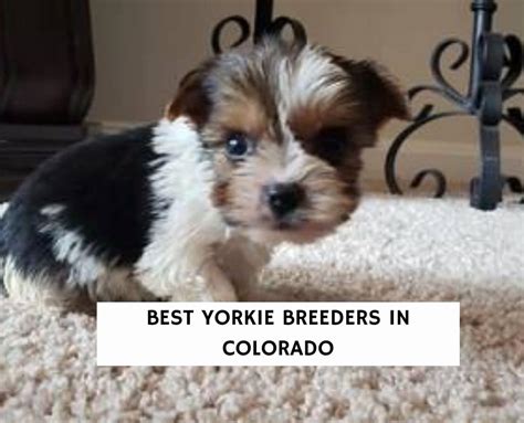 Parti Yorkie Puppies For Sale Atelier Yuwa Ciao Jp