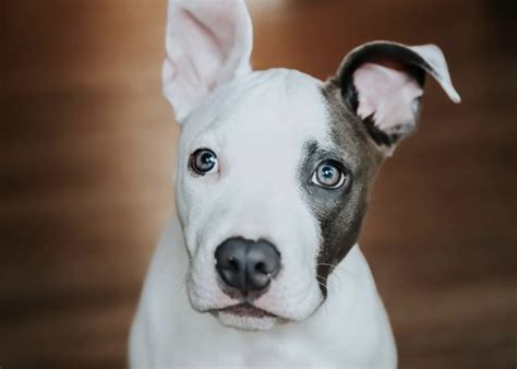 Tétanos en perros una enfermedad rara pero potencialmente mortal