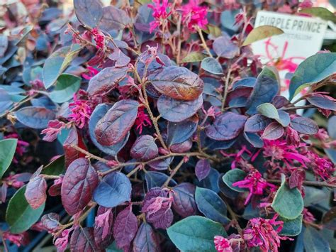 Chinese Fringe Flower Purple Prince Plants For Spaces