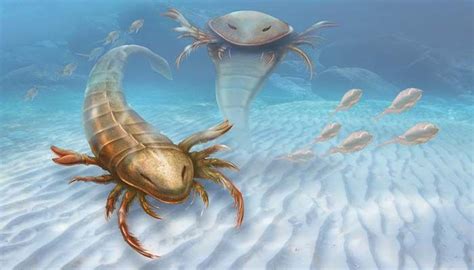 Eurypterid Fossil