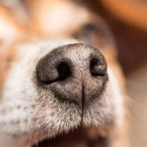 Maladie De Carré Du Chien Symptômes Traitement Et Vaccin