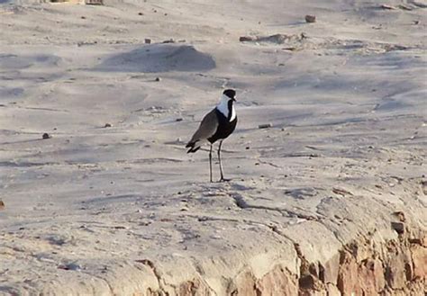 Egypt Hightlights Bird Watching In Egypt