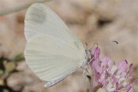 Blanca Esbelta WILD ANDALUCIA BIRDING TOURS