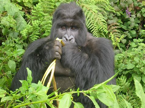 Practice Gorilla tactics while eating out, festive special ...