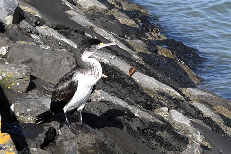 Spotted Shag At Auckland New Zealand Stephen Satherley Flickr