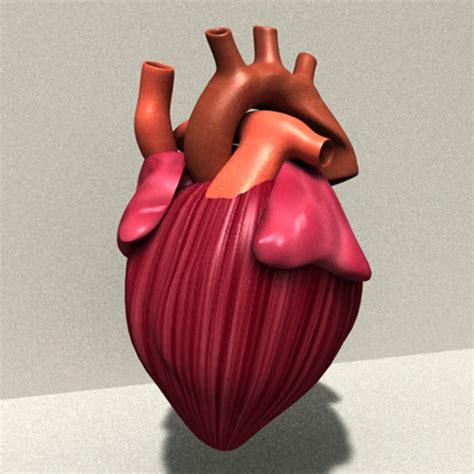 Heart Anatomy 3d Model