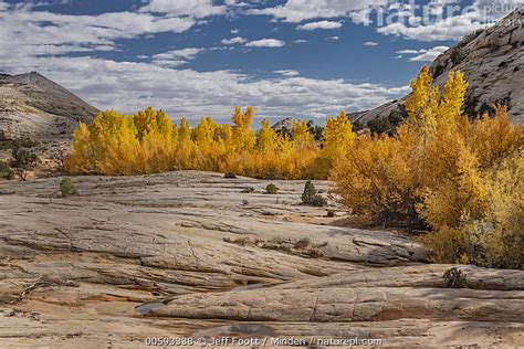 Stock Photo Of Fremont Cottonwood Populus Fremontii Trees In Autumn