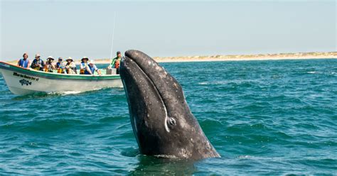 Baja Whale Watching Tours - Whale Camp | Sea Kayak Adventures